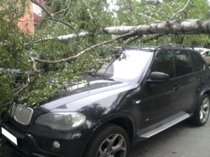 В Минске деревья рухнули на припаркованные BMW X5, Opel Astra и Toyota Camry...